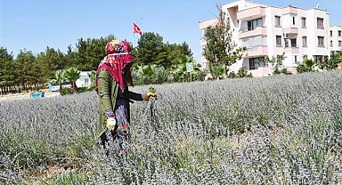 Harran Üniversitesi'nde lavanta hasadı başladı