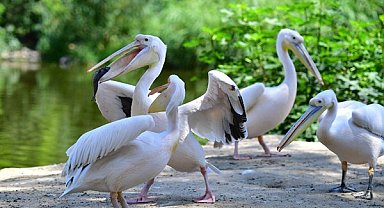 İzmir Doğal Yaşam Parkı’nın göçmen kuşları