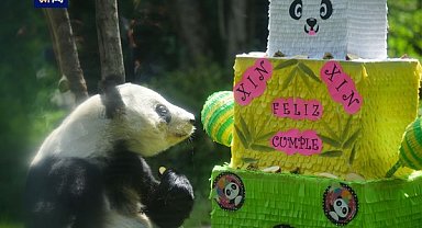 Meksika'daki Xin Xin adlı panda 33. doğum gününü kutladı