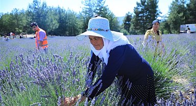 Muğla’da Lavanta Şenliği düzenlenecek