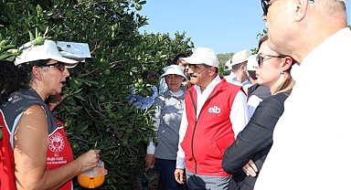 Muğla'da narenciye üreticilerine Akdeniz meyve sineği tuzağı dağıtıldı