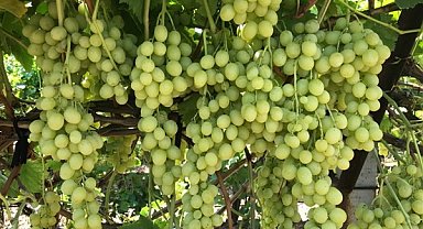 Superior Seedless çeşidi sofralık üzümün ihracat yolculuğu başladı