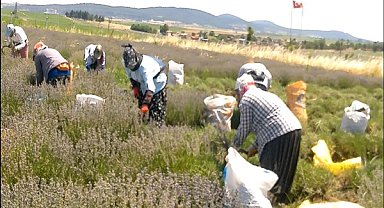 Trakya’da Lavanta hasadı başladı