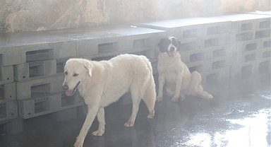 Bağcılar Belediyesi’nden sokak hayvanlarına serinletme hizmeti