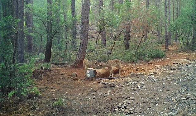 Bakan Yumaklı: “Yaban hayatının korunup geliştirilmesi için gayret gösteriyoruz”