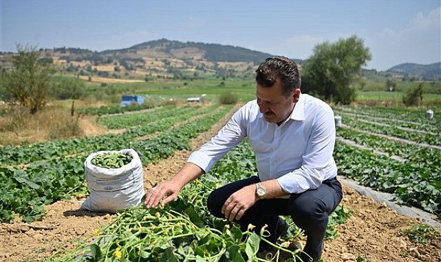 Başkan Yılmaz kornişon hasadında