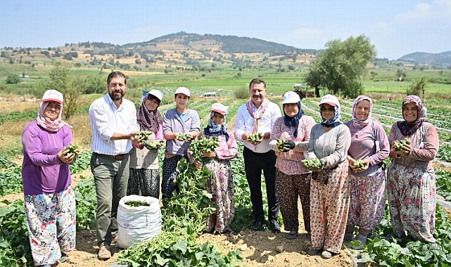 Kornişon üreticilerinde hasat sevinci