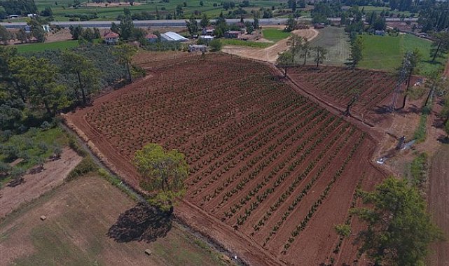 Muğla’da 228 bin 400 ağaç toprakla buluşturuldu