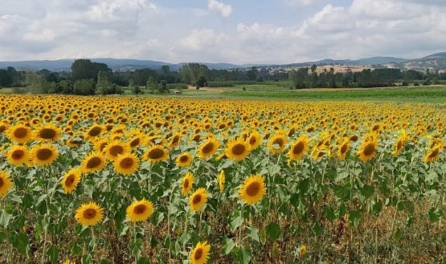 Pazaryeri'nde üreticilerin umut kaynağı oldu