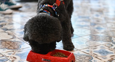 Purina’nın “Dostum Ofiste” uygulamasına REM People da katıldı