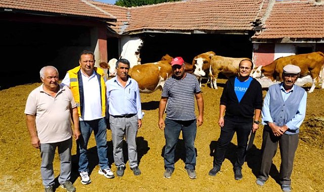 Büyükşehirden damızlık boğa desteği