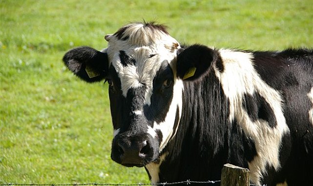 Giresun’da uçuruma yuvarlanan inek kurtarıldı