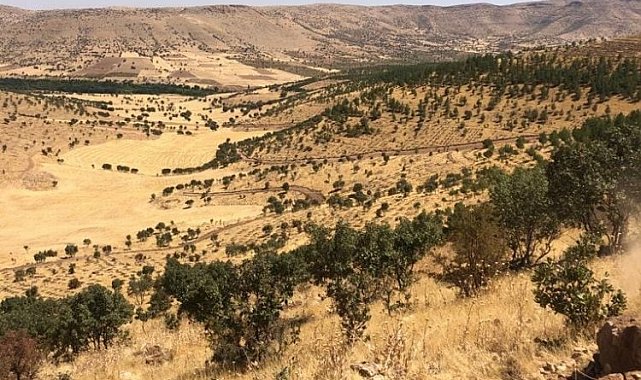 Mardin'de 500 bin fidan toprakla buluşacak