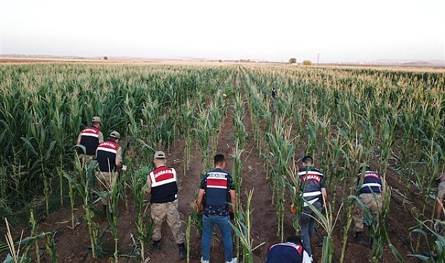 Şanlıurfa'da mısır tarlasında 160 bin kök kenevir ele geçirildi