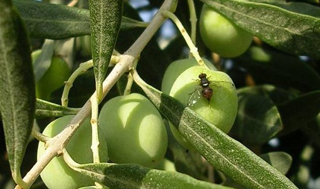 Bursa Mudanya'da zeytin sineği ile 5. mücadele başladı