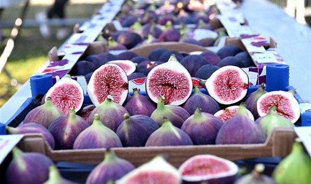 Bursa Osmangazi’de siyah incirler yarıştı