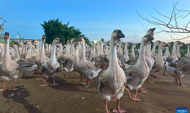 Çinli öğrenciler, yapay zekayla kazları tedavi eden program geliştirdi