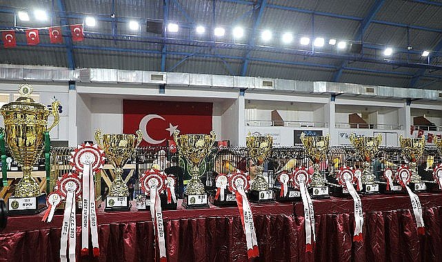 Dünyanın En Büyük Kanarya Yarışması Edremit'te