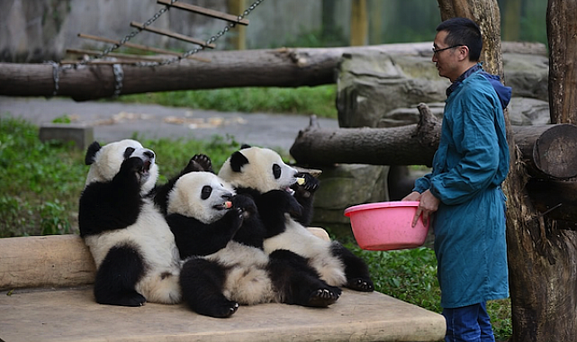 Dünyanın ilk panda okulu, gelecek yıl öğrenci kabulüne başlayacak