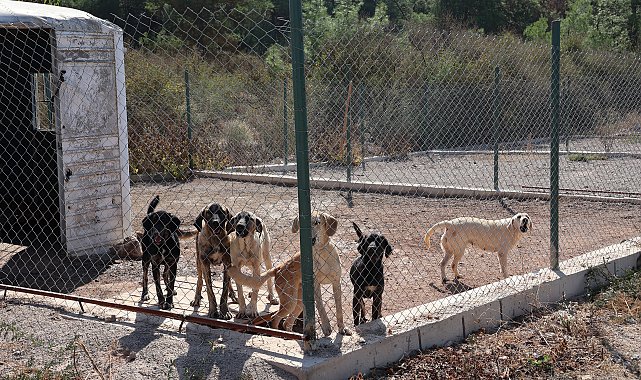 Egeli ihracatçılardan barınak hayvanlarına mama yardımı