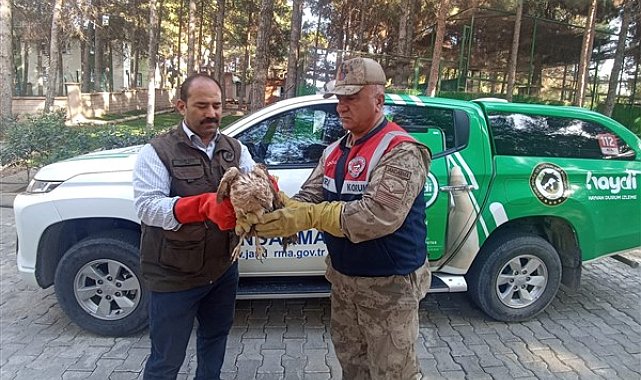 Şanlıurfa'da yaralı bulunan Kızıl Şahin tedavi altına alındı