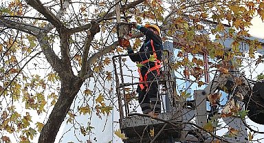 Bağcılar'da budanan dallar geri dönüşüme kazandırılıyor