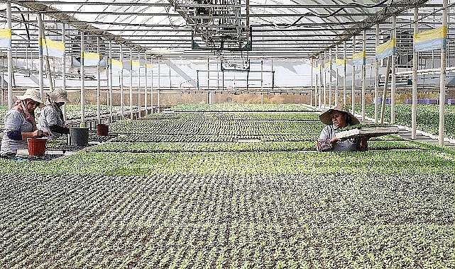 Büyükşehir Belediyesi kendi ürettiği çiçek ve bitkilerle yıllık 22 milyon lira tasarruf ediyor
