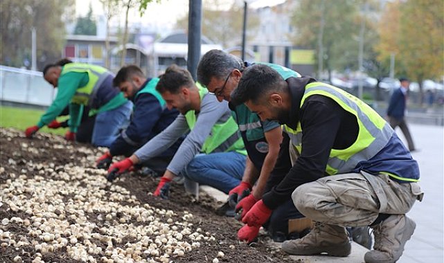 Büyükşehir, ilkbahar ve sonbaharda 2 milyon 240 bin çiçek dikti