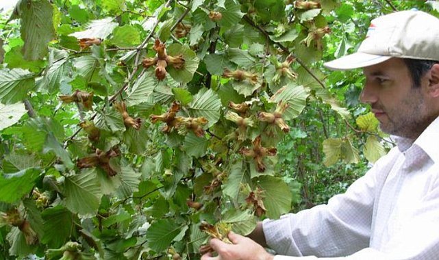 Fındığın 200 yıllık makus talihi değişecek