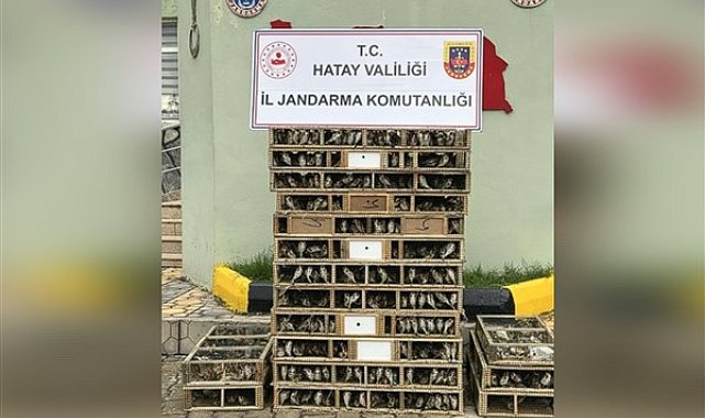 Hatay'da 4 bin saka kuşu ele geçirildi