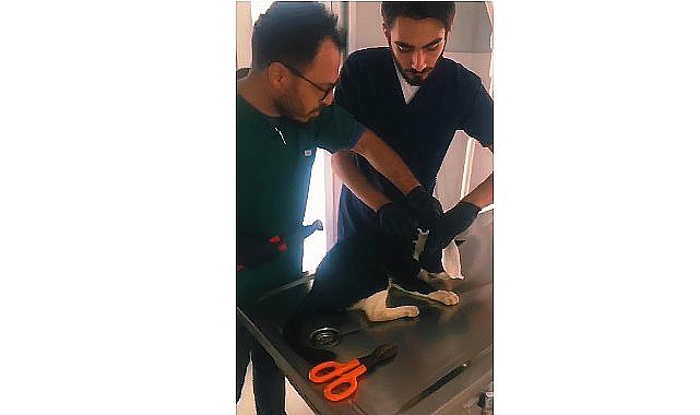 Kartepe'de kedi pimaş parçasından kurtuldu