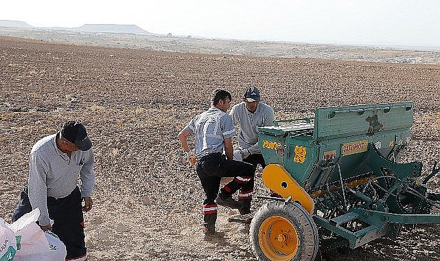 Nevşehir belediyesi yerli tohum ile buğday ekimi gerçekleştirdi