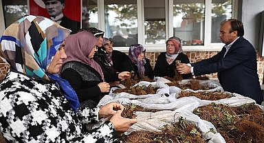 Nilüfer Belediyesi'nin desteğiyle çilek üretimi artıyor