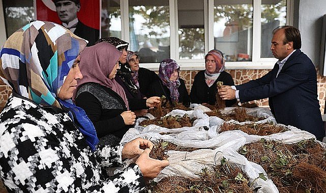 Nilüfer Belediyesi'nin desteğiyle çilek üretimi artıyor