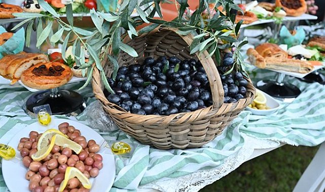 Orhangazi’de de zeytin hasadı başladı