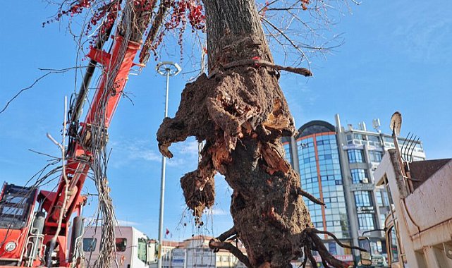 Sivas'ta 'Tek Ağaç', asırlık çınarla değişti!