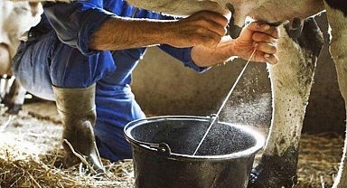 Ticari süt işletmelerince 786 bin 213 ton inek sütü toplandı