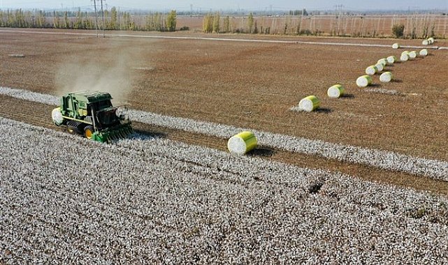 Xinjiang Uygur Özerk Bölgesi’nde pamuk hasadı 5 milyon tona çıktı