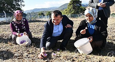 Yenişehir'de safran üretimi üçüncü yılında