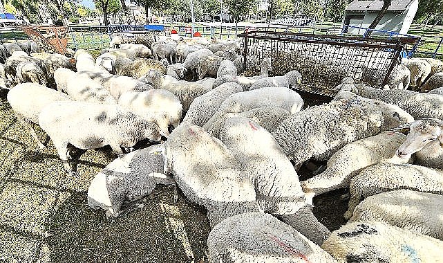 Yerel üreticiye ve kırsala destek sürüyor