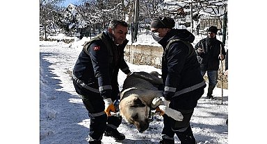 Başıboş köpekler mercek altında