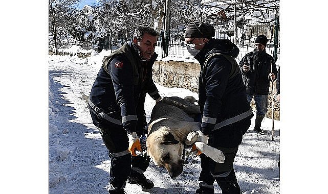 Başıboş köpekler mercek altında