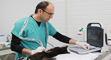Bayraklı'da son 4,5 yılda 20 bin sokak hayvanına sağlık hizmeti