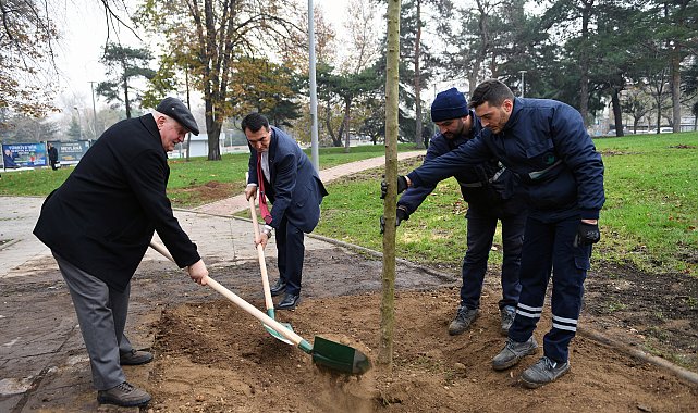 Bursa'da şiddetli lodosta yıkılan ağaçların yerine yenileri dikiliyor