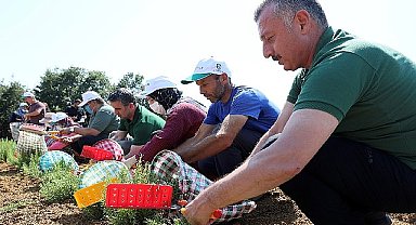 Büyükşehir'den tarıma 236 milyon 210 bin TL destek