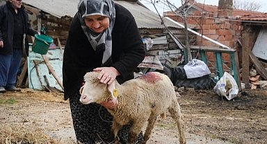 Eskişehir Büyükşehir'den üreticiye küçükbaş desteği