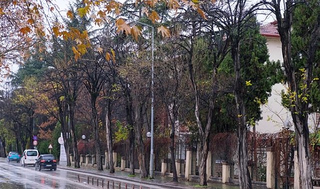 Eskişehir'de çürüyen ağaçlar yerine süs kiraz ağaçları dikilecek