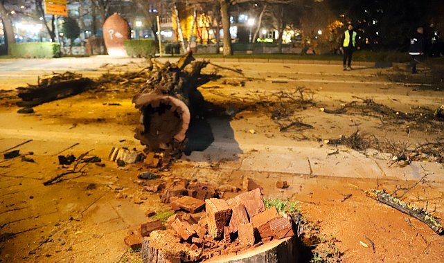 Eskişehir'de devrilme riski taşıyan ağaçları kaldırma çalışmaları başladı