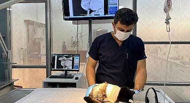 Olta iğnesi yutan kediye Balıkesir Büyükşehir'den yardım