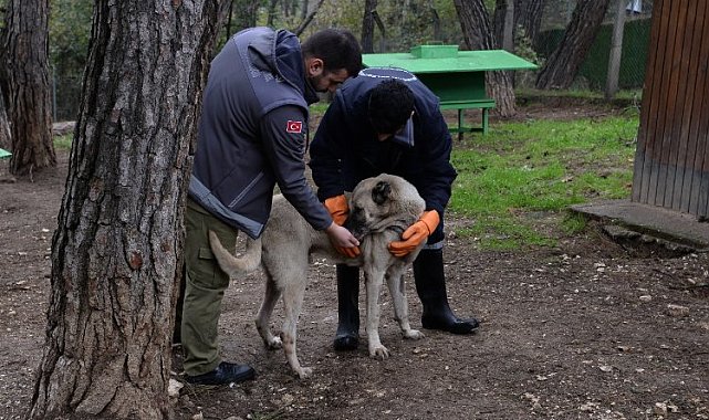 Osmangazi'de başıboş köpek mesaisi